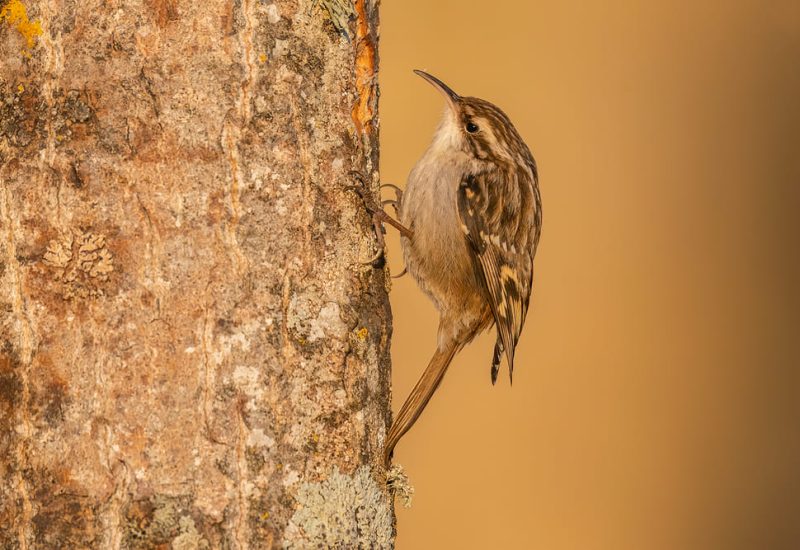 Agateador común-Hide Chopera de Lario