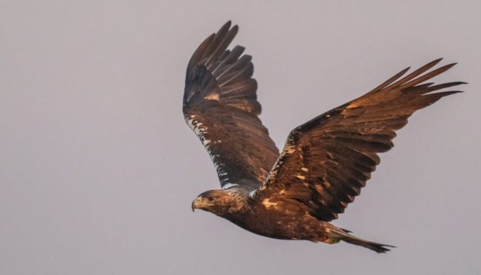 Águila imperial (5)