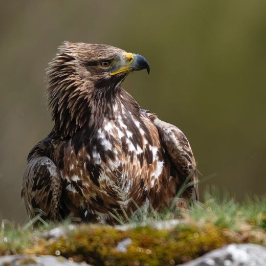 Águila real 1 (1)