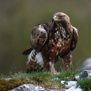 Águila real 7