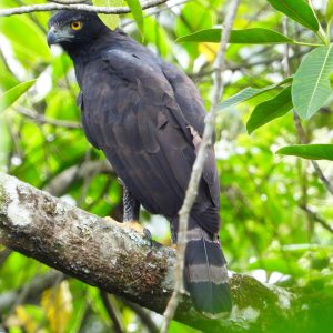 Águila real de montaña - Black and chesnut eagle