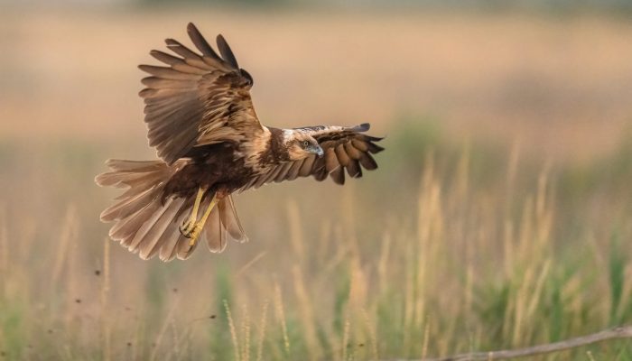 Aguilucho lagunero