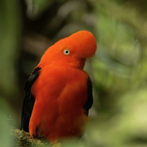 Andean Cock of the Rock