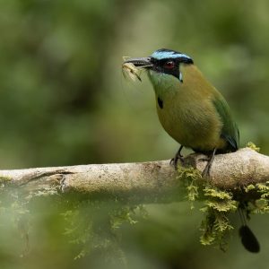 Andean Motmot