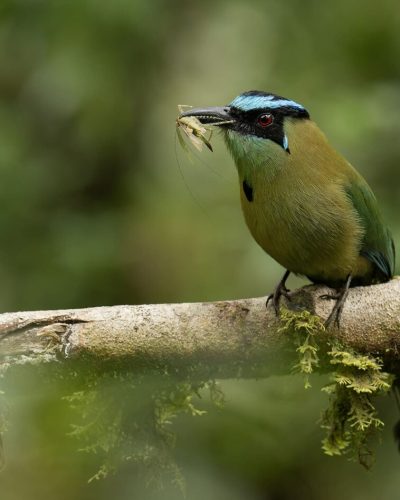 Andean Motmot