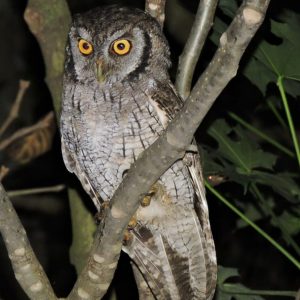 Autillo chóliba-Tropical Screech-Owl