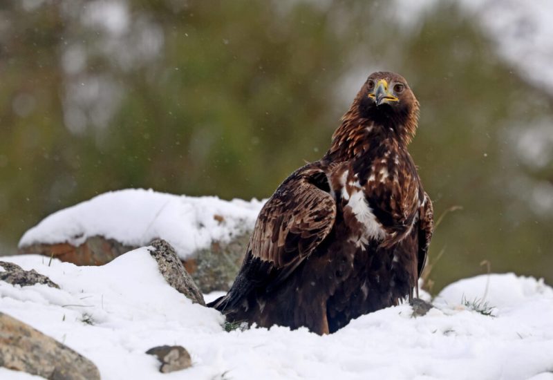 Rapaces de Valdeburón