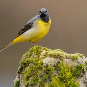 Lavandera cascadeña macho con plumaje amarillo intenso posada sobre una piedra con musgo.