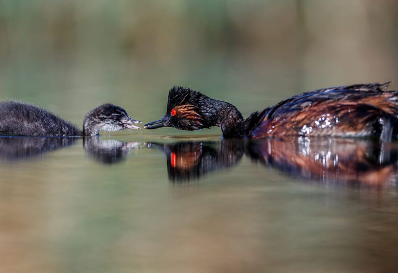 Zampullín cuellinegro adulto alimentando a su pollo en la laguna de El Taray. Fotografía de comportamiento animal en Toledo.