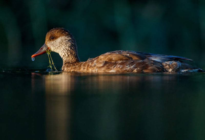 Hembra de pato colorado con vegetación en el pico nadando en El Taray. Fotografía de aves acuáticas alimentándose en Toledo.