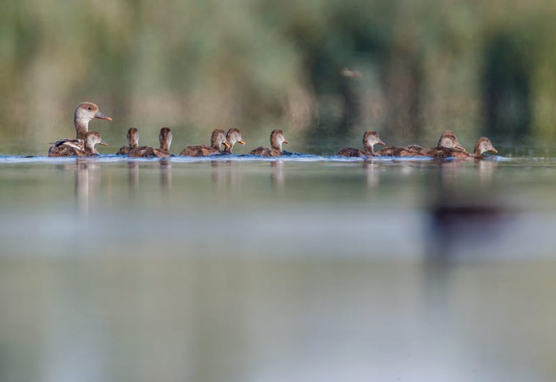 Hembra de pato colorado nadando con sus crías en la laguna de El Taray. Fotografía de fauna y cría de aves en Toledo
