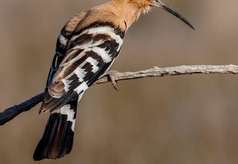 Abubilla con la cresta abierta posada en una rama en El Taray, Toledo. Fotografía de aves de gran detalle.
