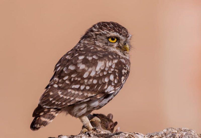 Mochuelo común posado de perfil con una pequeña presa capturada en los hides de El Taray, Toledo.