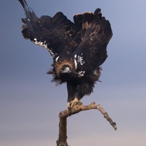 Aguila imperial- EL Espartal- la laguna de El Taray