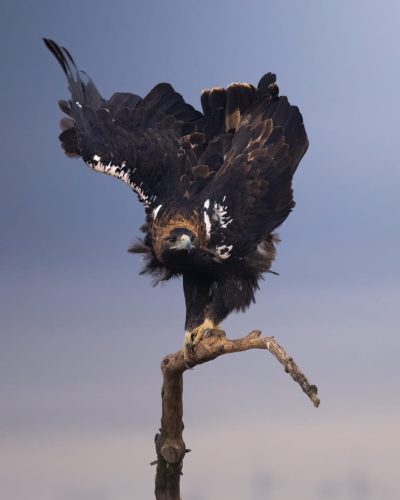 Aguila imperial- EL Espartal- la laguna de El Taray