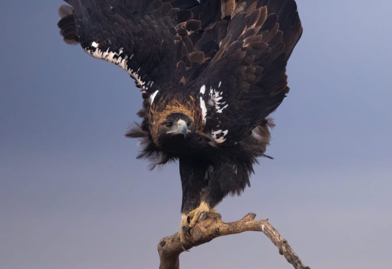 Aguila imperial- EL Espartal- la laguna de El Taray