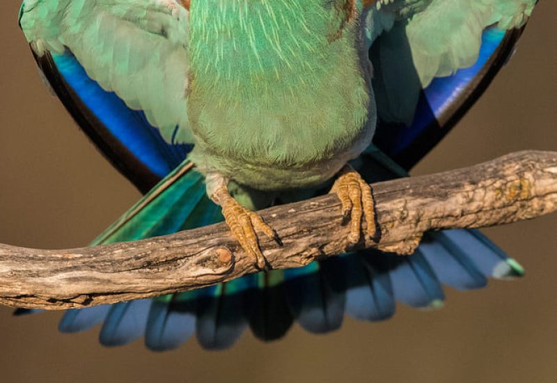 carracas. casa de labor