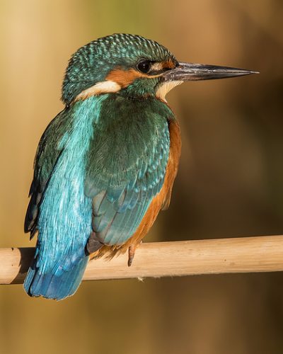 Martín pescador común posado en una caña, fotografía de aves en los hides de El Taray con Wild Spain Travel.