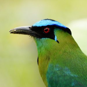 Barranquero andino