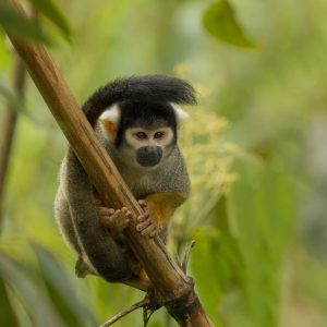 Black capped Squirrel Monkey