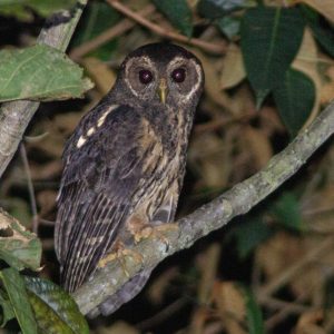 Cárabo Café- Mottled owl