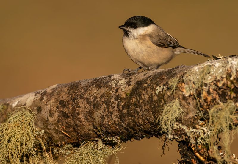 Carbonero palustre-Hide Chopera de Lario