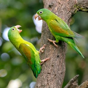 Catita Churica- Orange-chinned Parakeet