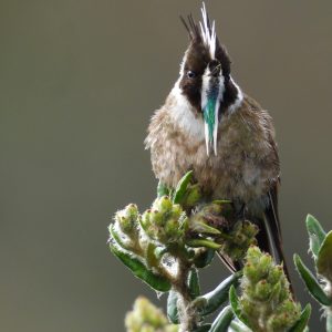 Colibrí Chivito de Bogotá
