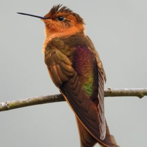 Colibrí Cobrizo