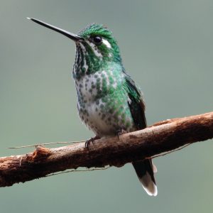 Colibrí Puntiblanco Oriental