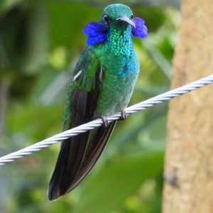 Colibrí Verdemar