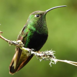 Colibrí aterciopelado-Mountain Velvetbreast