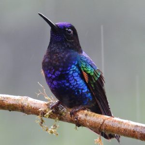 Colibrí sietecolores