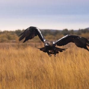 Águila imperial ibérica en pleno vuelo a baja altura sobre un campo de hierba dorada en la finca El Taray, Toledo.