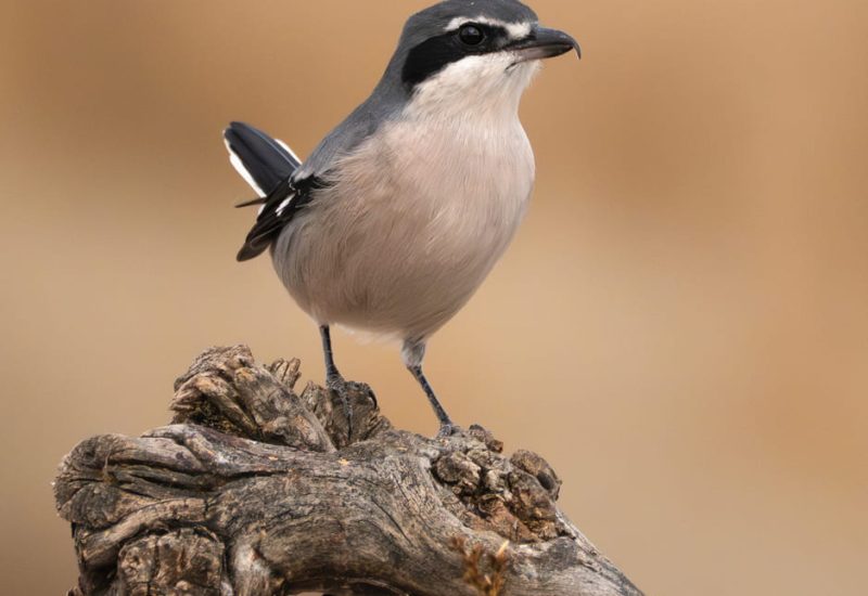 Alcaudón Real posado en una rama seca de espaldas, mostrando su máscara negra y plumaje gris, en los Hides de El Taray, Toledo.