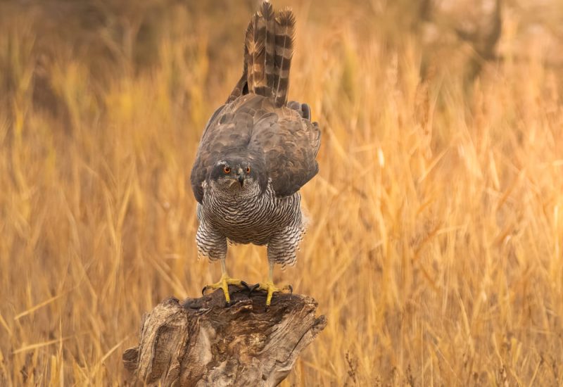 Azor común de frente posado sobre un tronco, mostrando su plumaje barrado y ojos anaranjados en la finca El Taray.