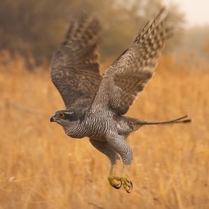 Azor común en pleno vuelo con las alas abiertas y garras extendidas, fotografía de acción de rapaces en los hides de El Taray.