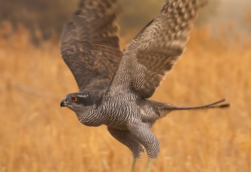 Azor común en pleno vuelo con las alas abiertas y garras extendidas, fotografía de acción de rapaces en los hides de El Taray.