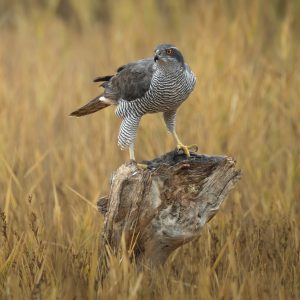 Azor común posado sobre un tronco en la finca El Taray, fotografía de rapaces ibéricas desde hides profesionales en Toledo.