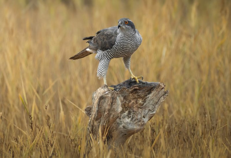 Azor común posado sobre un tronco en la finca El Taray, fotografía de rapaces ibéricas desde hides profesionales en Toledo.