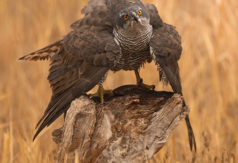Retrato frontal de Azor común con la cola levantada posado sobre madera vieja en El Taray.
