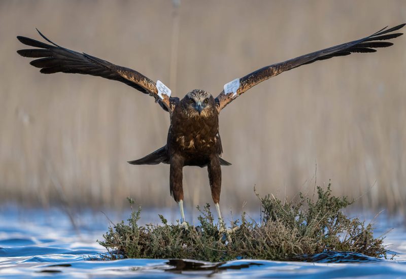 Aguilucho lagunero marcado con bandas alares blancas posado sobre vegetación en la laguna de El Taray, Toledo.