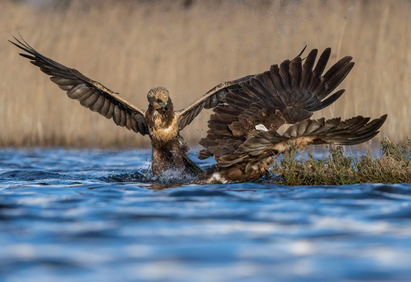 Dos aguiluchos laguneros peleando o interactuando con salpicaduras de agua en la laguna de El Taray, Toledo.