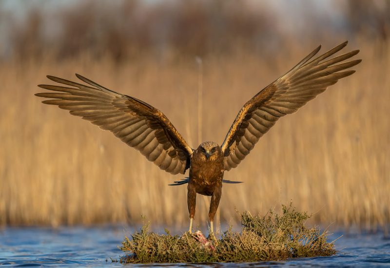 Aguilucho lagunero hembra con alas extendidas en el humedal de El Taray, Toledo.