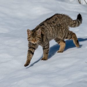 gato montés