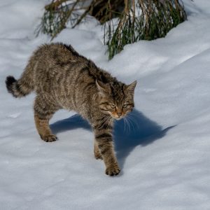 gato-montés