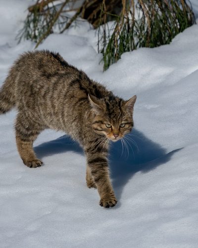 gato-montés