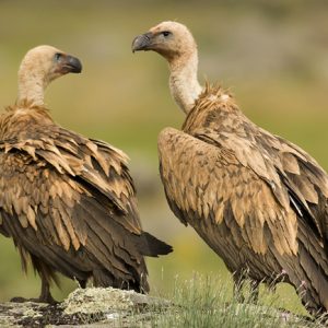 Pareja de buitres leonados posados sobre una roca en las montañas, fotografía de aves rapaces con Wild Spain Travel y Aveshide.
