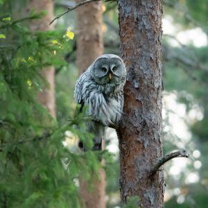 GGOWL