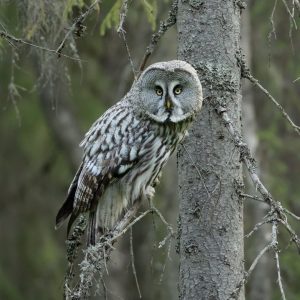 GGOWL